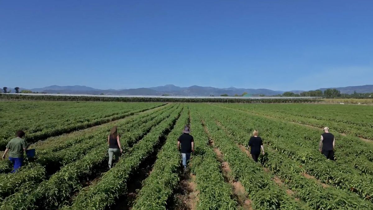 Plantación de pimientos 'La Bercianita'