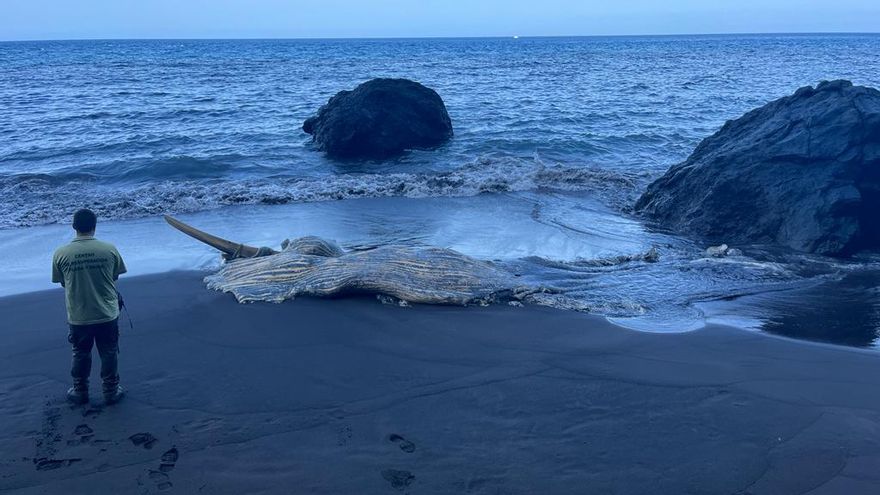 Restos de la ballena, este sábado, en la playa de Las Mujeres, en el municipio de Tijarafe.