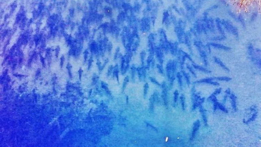 Esta especie, y en esta época, es una especie gregaria y poco activa.