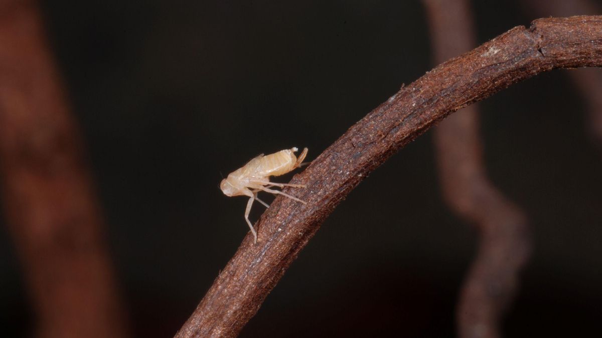 Chicharrita subterránea descubierta en La Palma. PEDRO OROMÍ