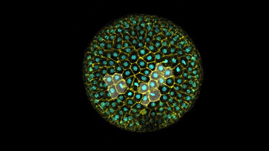 Documentan por primera vez el nacimiento de un escutoide, la solución geométrica y multiusos de las células
