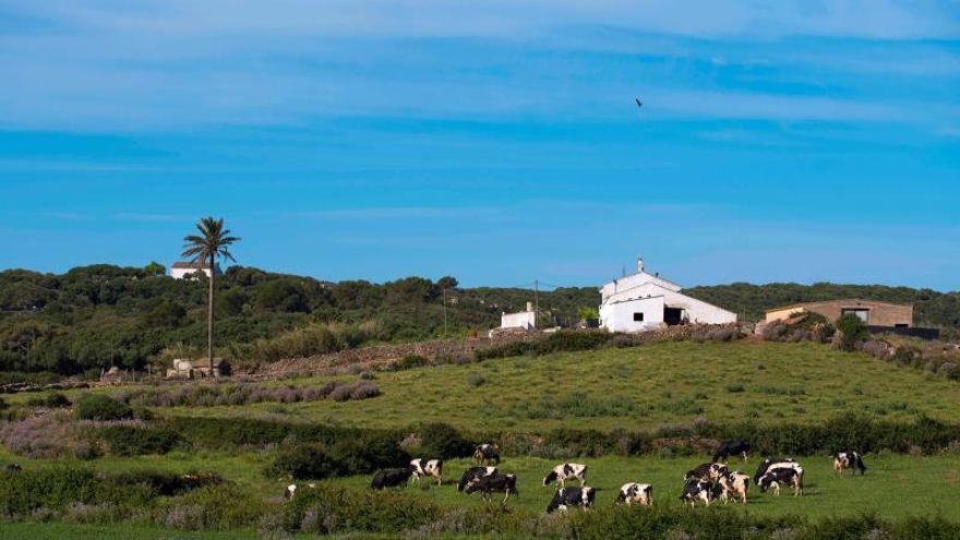 Las vacunas ganaderas contra lengua azul debe ser gratis también el ponerlas, reclama PSOE