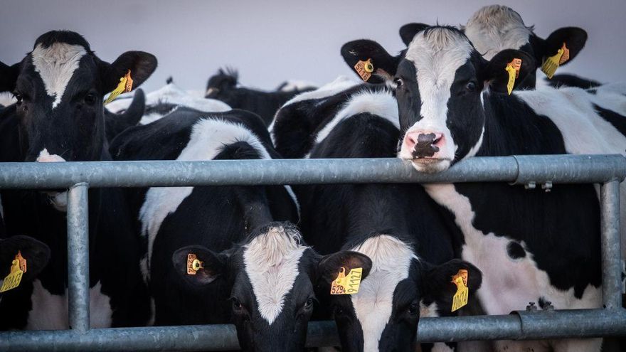 Un juzgado navarro detecta indicios de delito ambiental en una de las principales macrogranjas de España