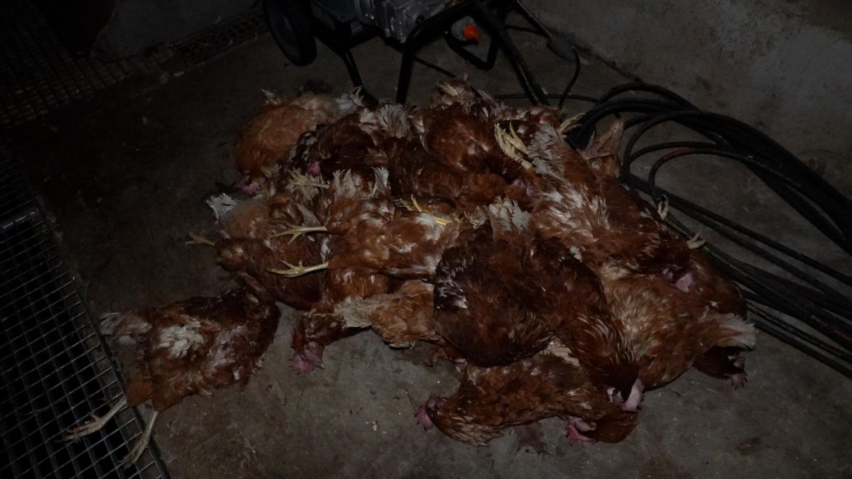 Cadáveres de gallinas acumulados sobre el suelo de hormigón de la nave.