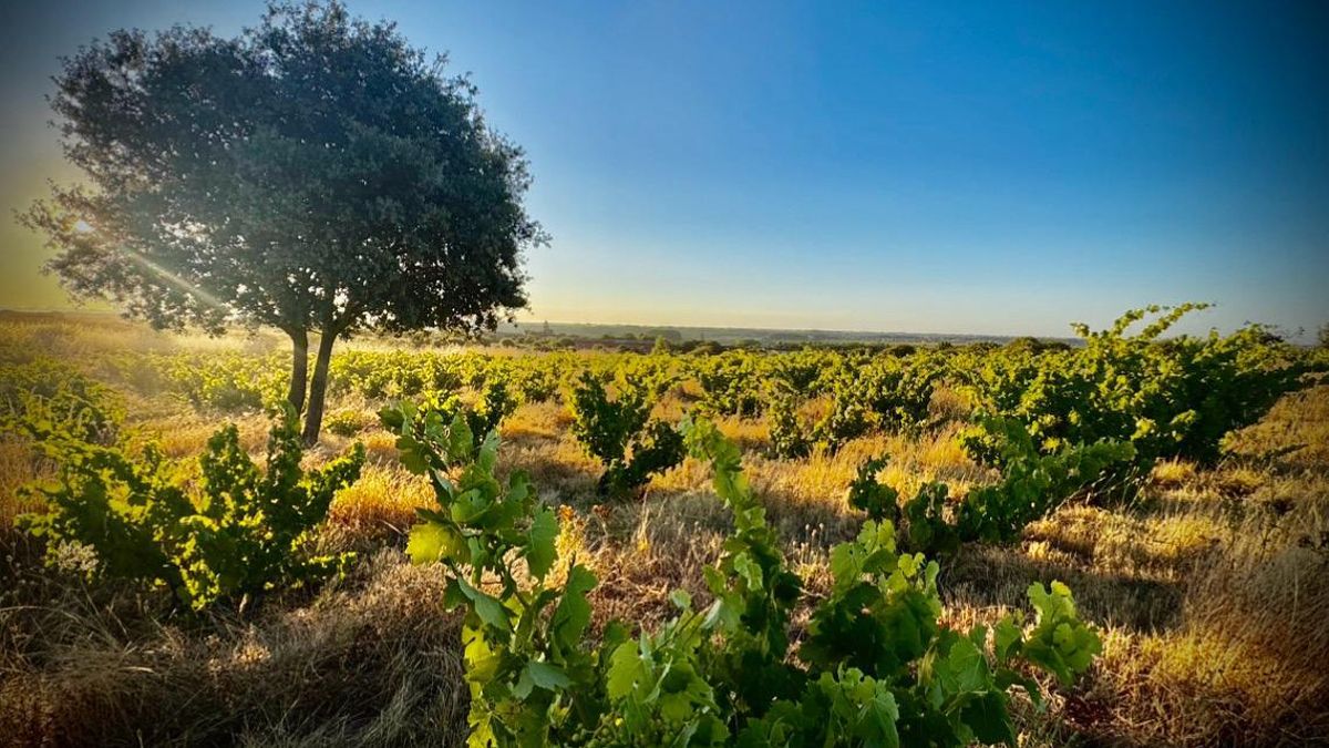 Viñedo de La Furgoneta que miraba al Órbigo.