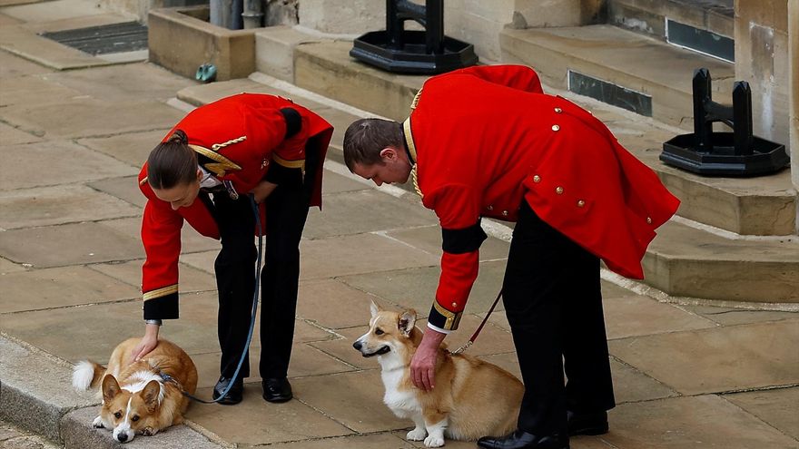 Los dos corgis de la reina, Muick y Sandy, durante la procesión ceremonial a través del Castillo de Windsor.