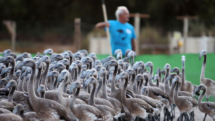 Las crías tardan unos 90 días en aprender a volar desde que nacen.