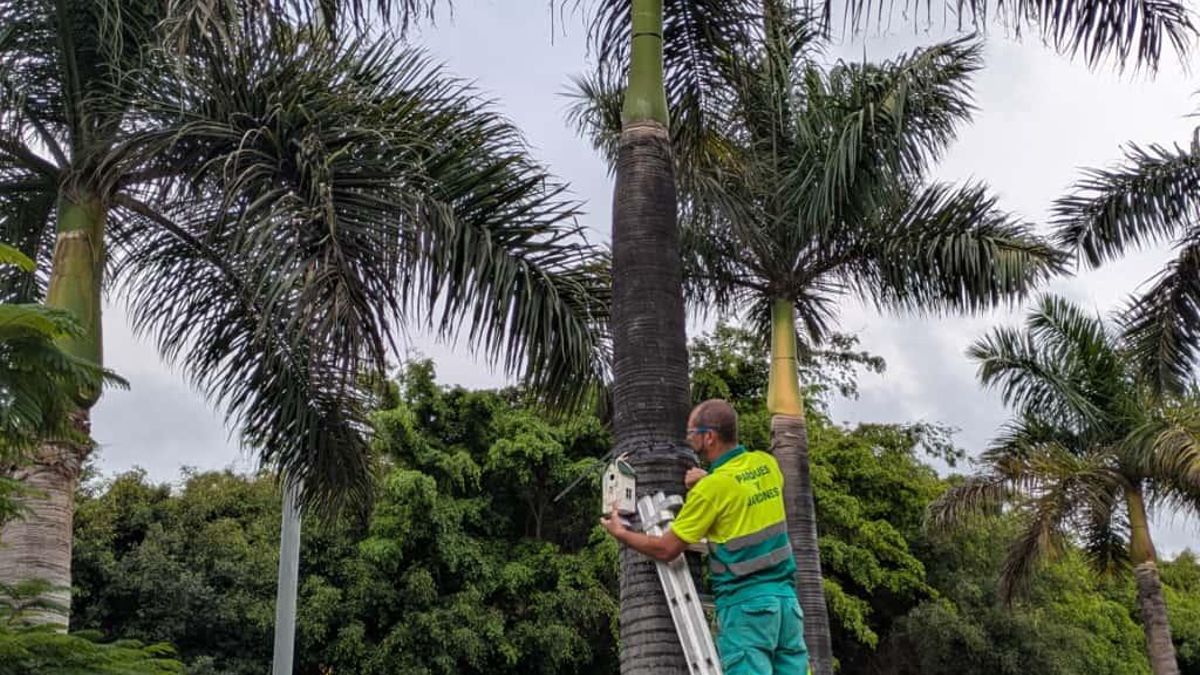 Instalación de casas-nido en parques de Las Palmas de Gran Canaria.