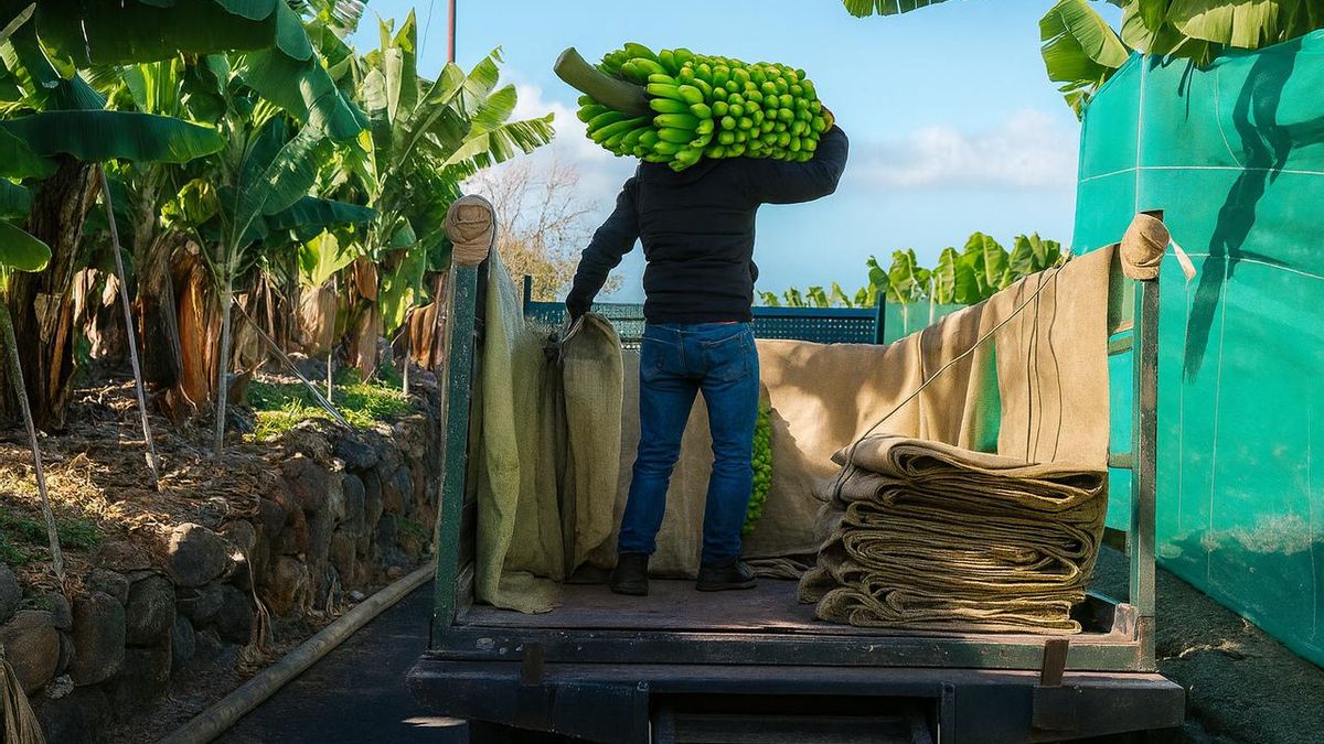 Un trabajador carga piñas de plátano canario en un camión.