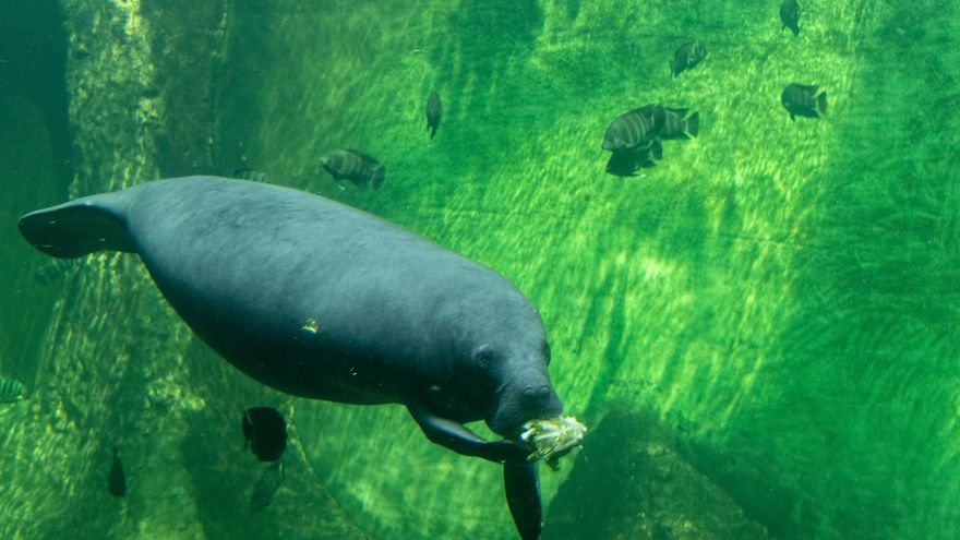 5 datos curiosos sobre los manatíes