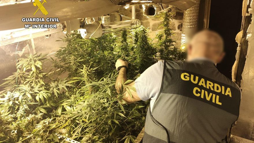 Cómo el crimen organizado vinculado a la marihuana despliega sus tentáculos en nuestra sociedad