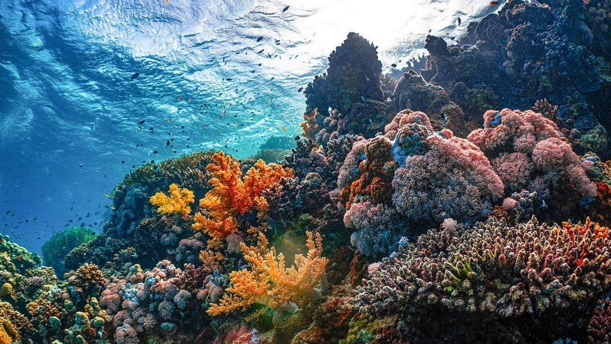 La mort dels corals provocaria el col·lapse d'espècies i cadenes alimentàries.