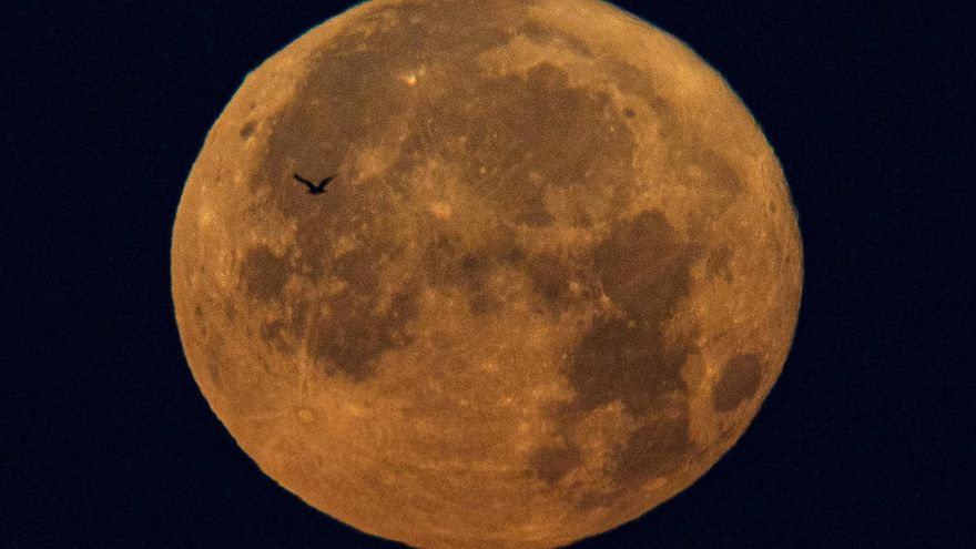 Cuándo y cómo ver la Luna de Fresa, la luna llena de junio