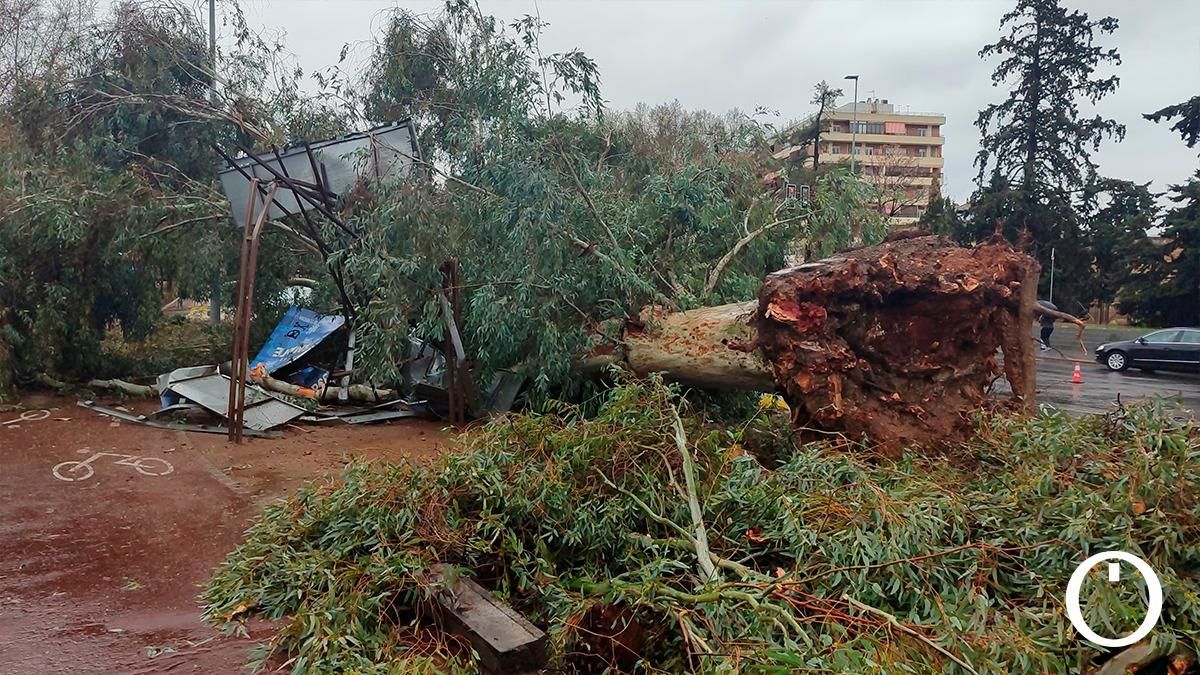 Los efectos del viento y la lluvia en Córdoba