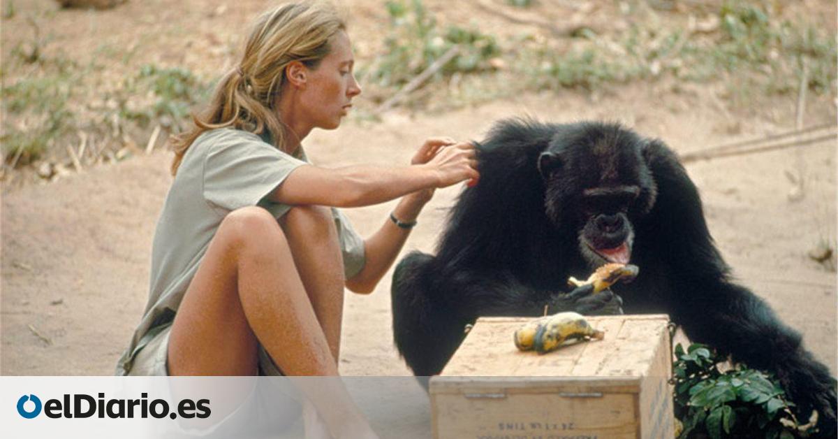 El regalo de compartir universo con Jane Goodall: “Estar con ella significaba sentir que el futuro era posible”