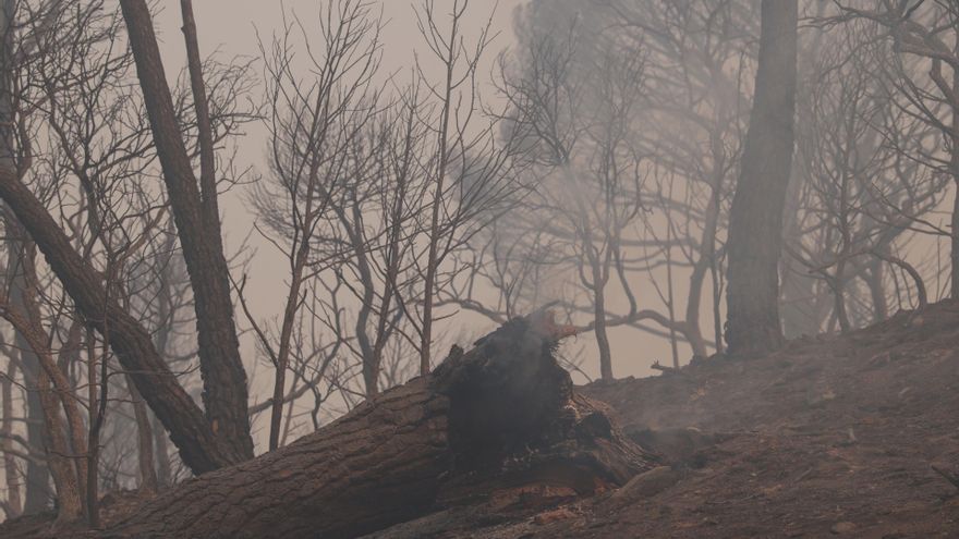 Vista del humo del incendio forestal, a 27 de julio de 2026, en Navas del Rey, Madrid (España). 
