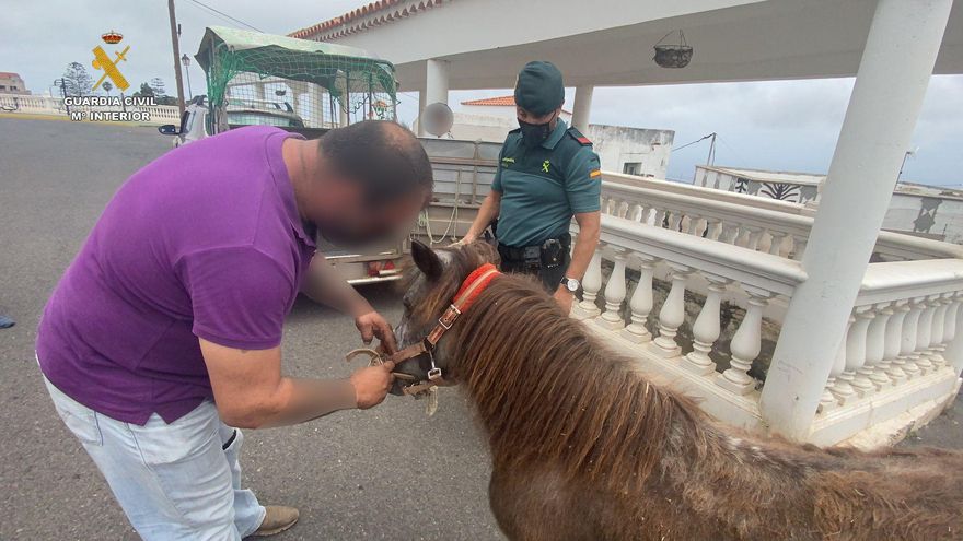 El poni rescatado en Firgas, Gran Canaria