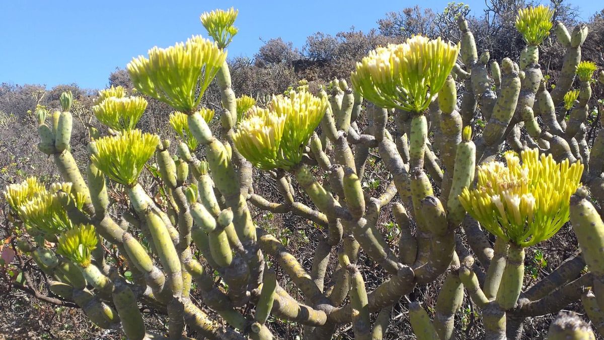 Verode en flor (Kleinia neriifolia)