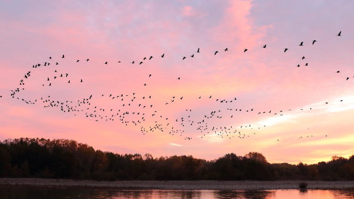 La Rioja confirma el primer caso de gripe aviar en una grulla muerta en los Sotos de Alfaro