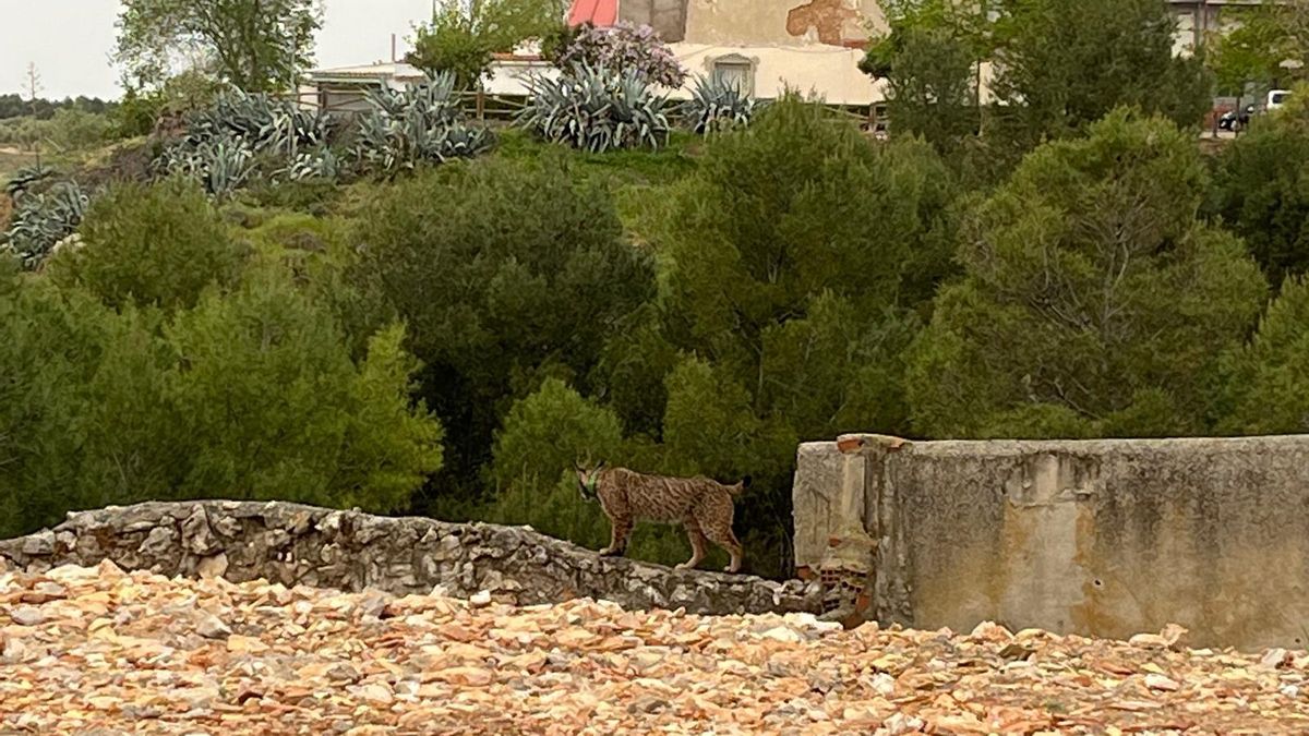 Veneno, en una de sus incursiones por Cabañas de Yepes