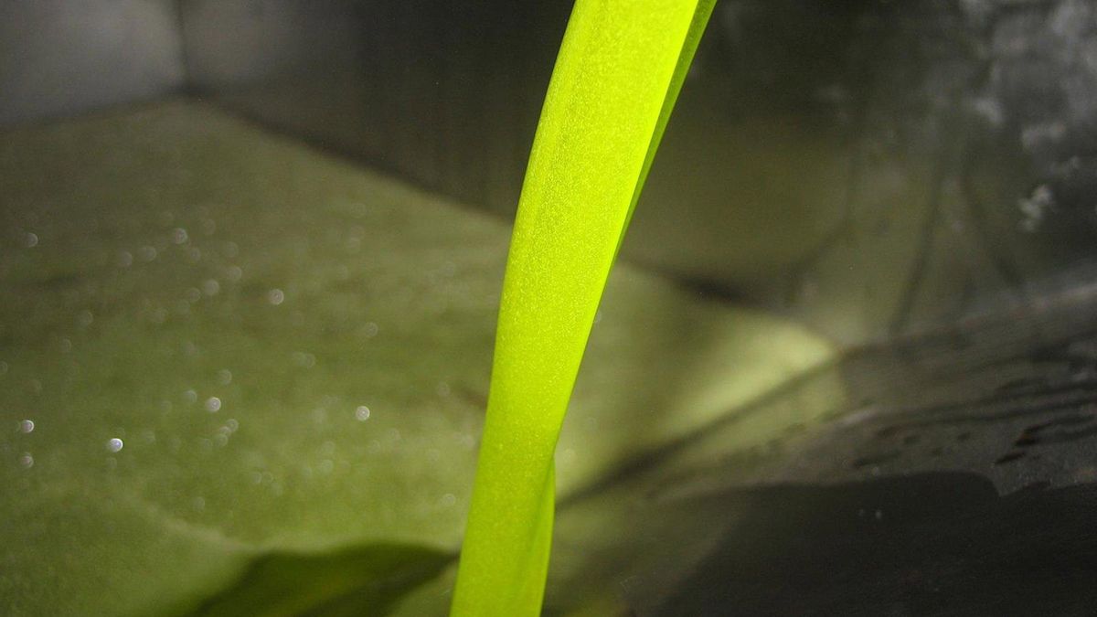 Asaja pide a la Agencia de Control Alimentario aclarar la trazabilidad del aceite de Túnez