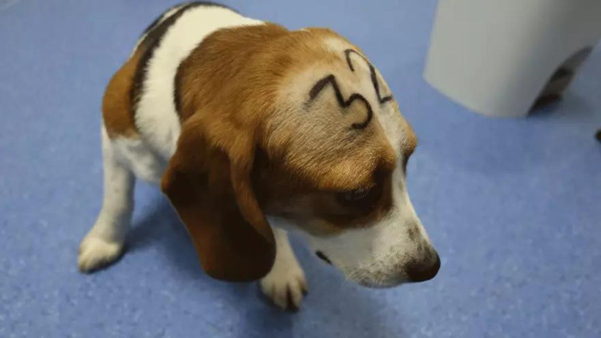 Perro de raza beagle en el laboratorio de investigación Vivotecnia de Madrid