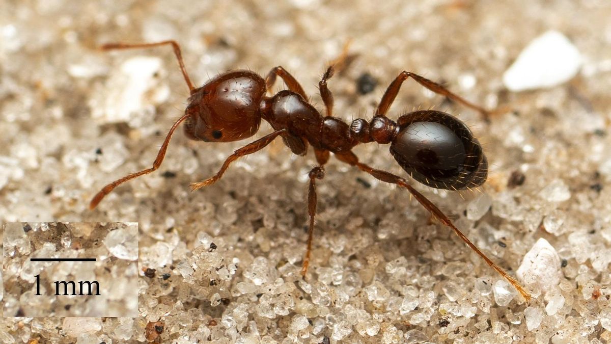 Hormiga roja de fuego