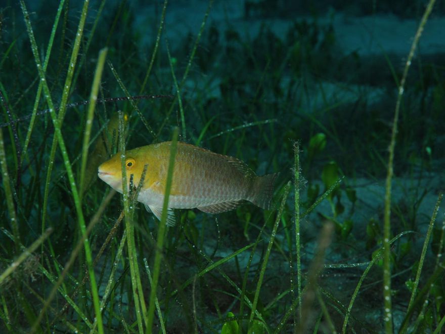 Los sebadales de los fondos de Guguy son una de las bazas ecológicas más importantes del proyecto.