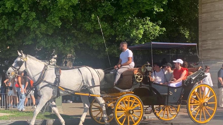 Pacma reclama que los coches de caballos no circulen por Sevilla con olas de calor