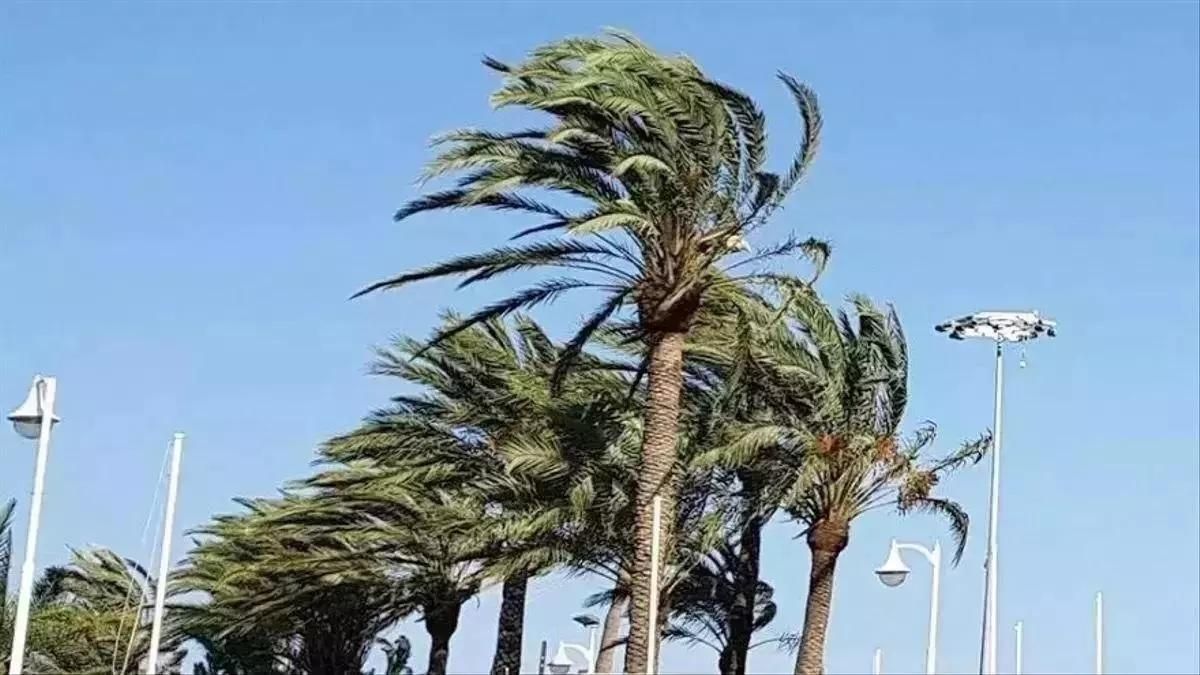 Imagen de archivo de palmeras sacudidas por el viento en La Palma.