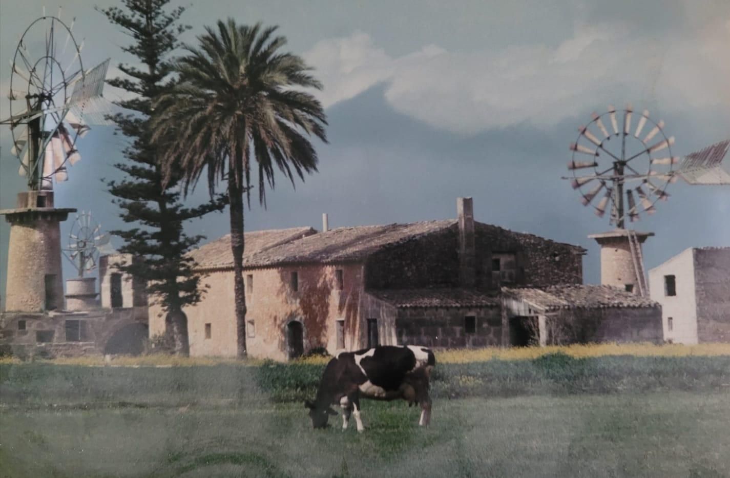 Imatge d'una de les antigues vaqueries de Palma