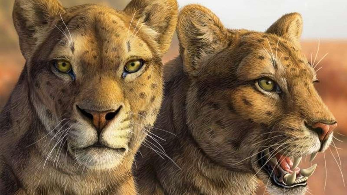 Un fósil mal etiquetado pasó más de 50 años en un cajón y resultó ser un tigre dientes de sable desconocido