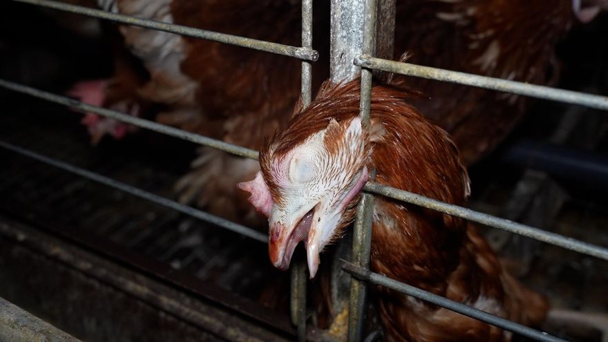 Gallinas agonizantes y atrapadas entre excrementos: más imágenes de la polémica empresa de Mallorca