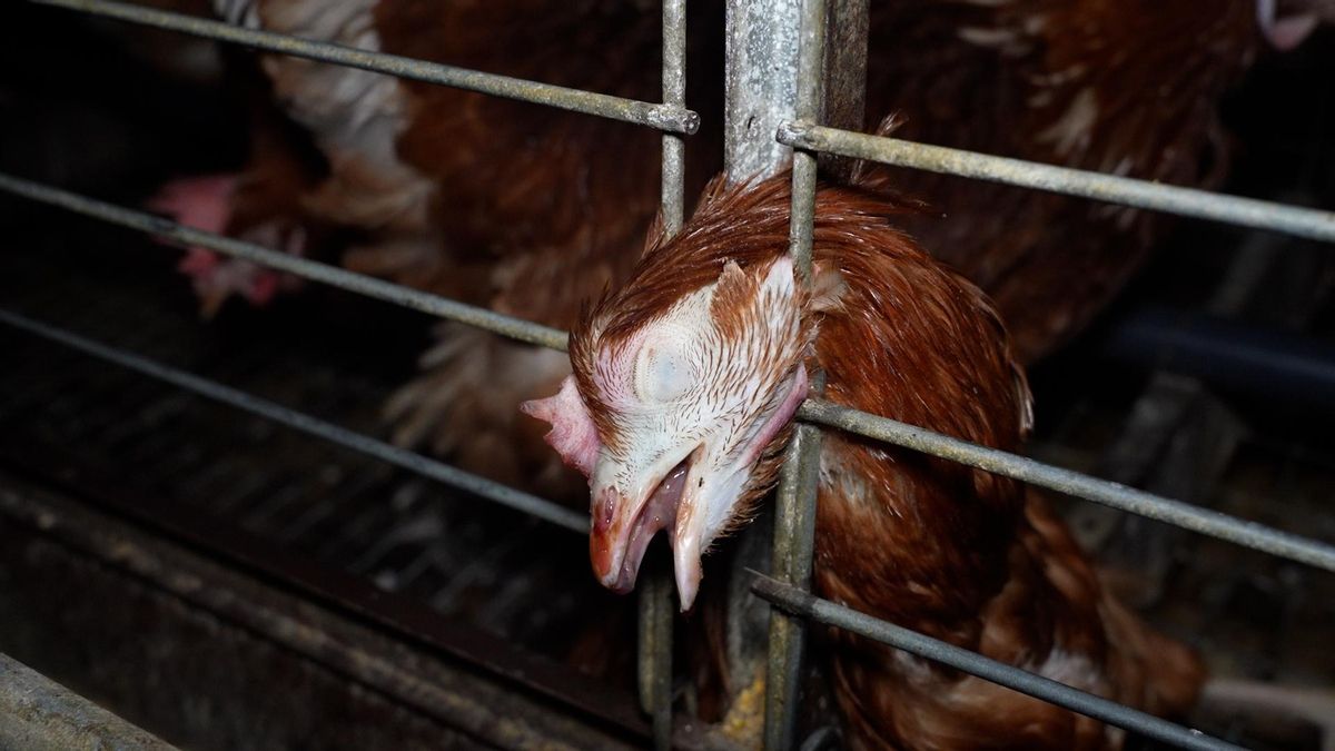 Gallinas agonizantes y atrapadas entre excrementos: más imágenes de la polémica empresa de Mallorca