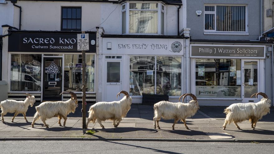 31 de marzo de 2020. Un rebaño de cabras camina por la ciudad de Llandudno, Gales, vacía por el confinamiento. Foto: Peter Byrne/PA Wire/dpa