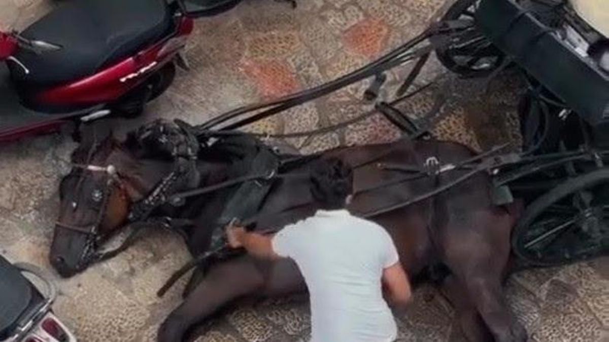 Palma acollirà aquest dissabte una protesta contra l'explotació dels cavalls de les galeres