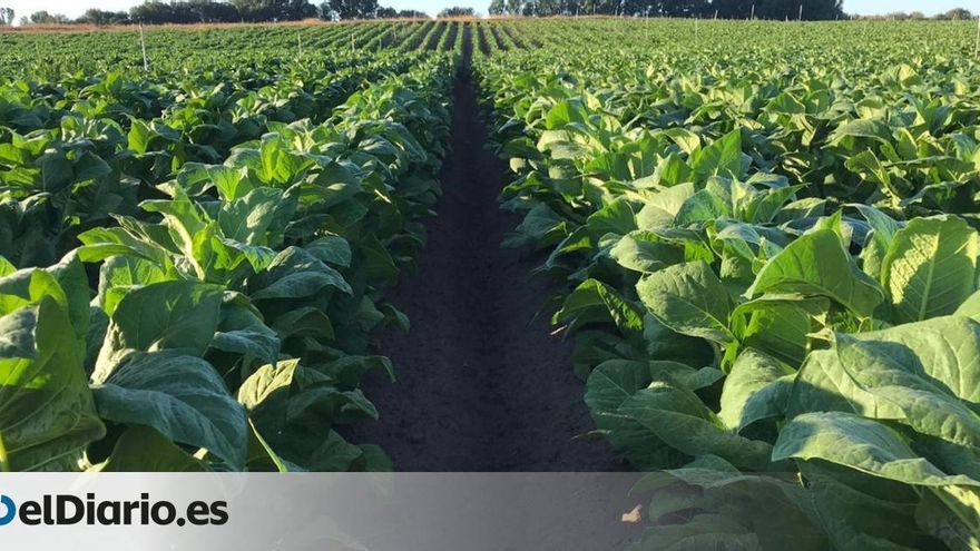 El cultivo del tabaco en Extremadura aporta más de 100 millones de euros al PIB regional