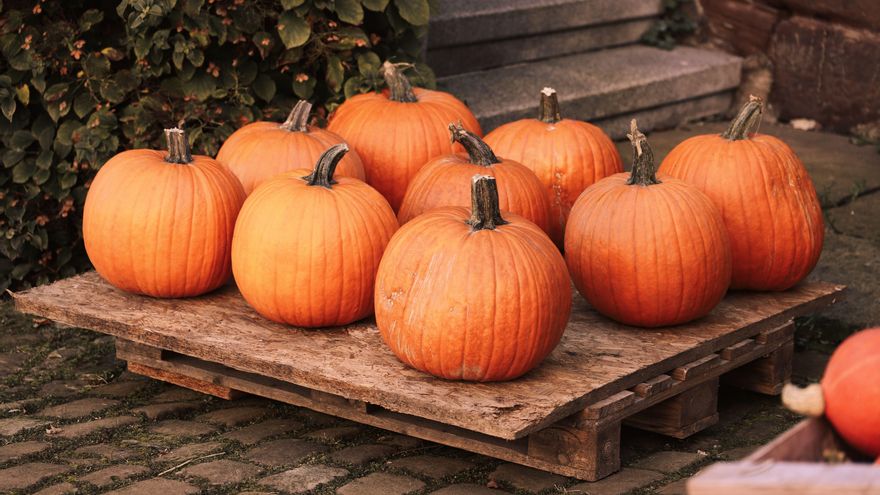 Pesa 1430 kilos y podría convertirse en la calabaza más grande del mundo