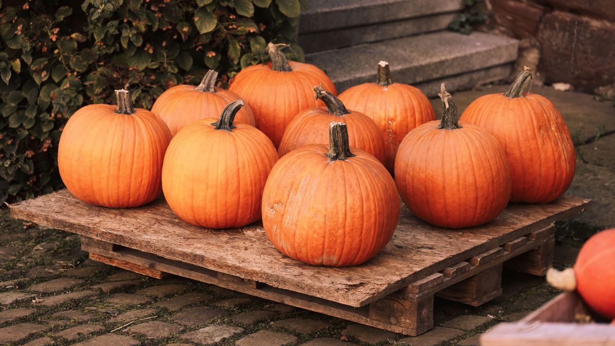 Pesa 1430 kilos y podría convertirse en la calabaza más grande del mundo