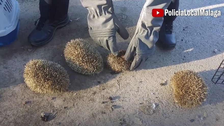 Erizos rescatados con vida cuando intentaban quemarlos.