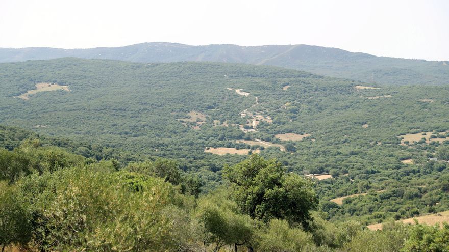 Los árboles con hojas finas y buenas raíces ganan terreno frente al cambio climático