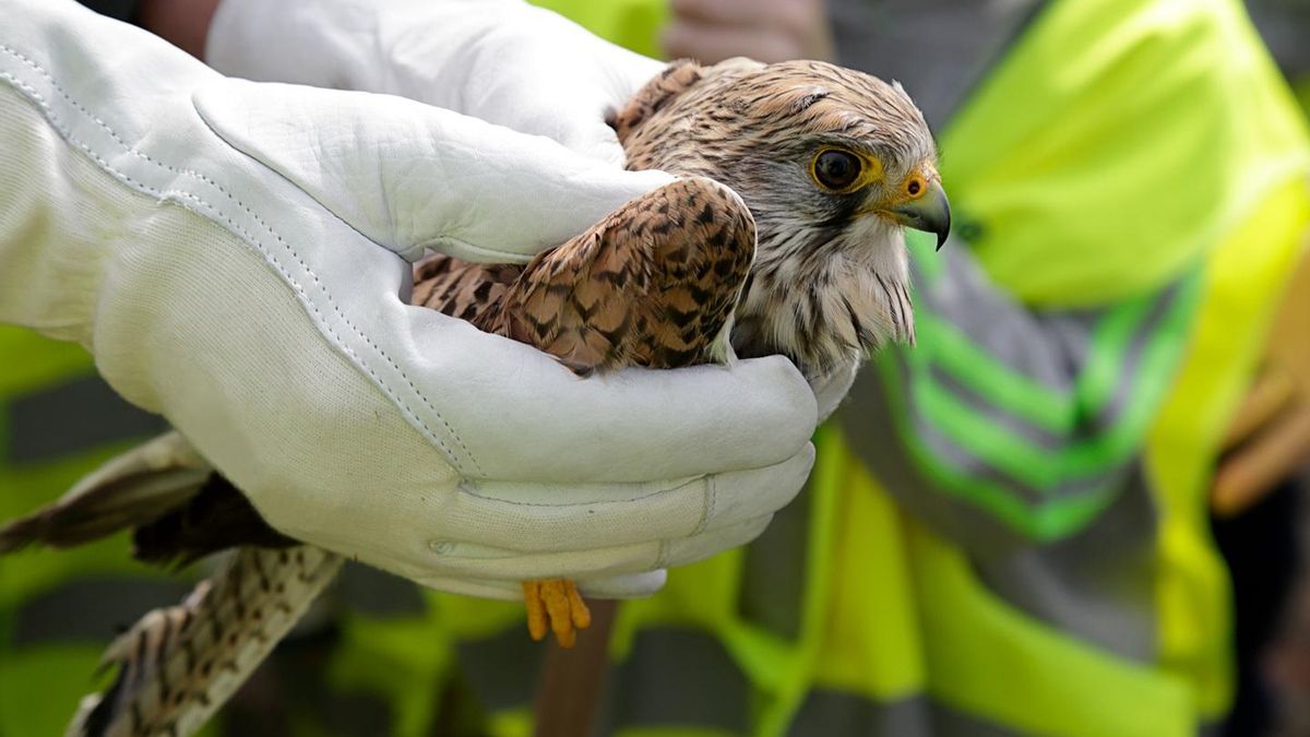 ¿Qué hacer si te encuentras un animal herido este verano?