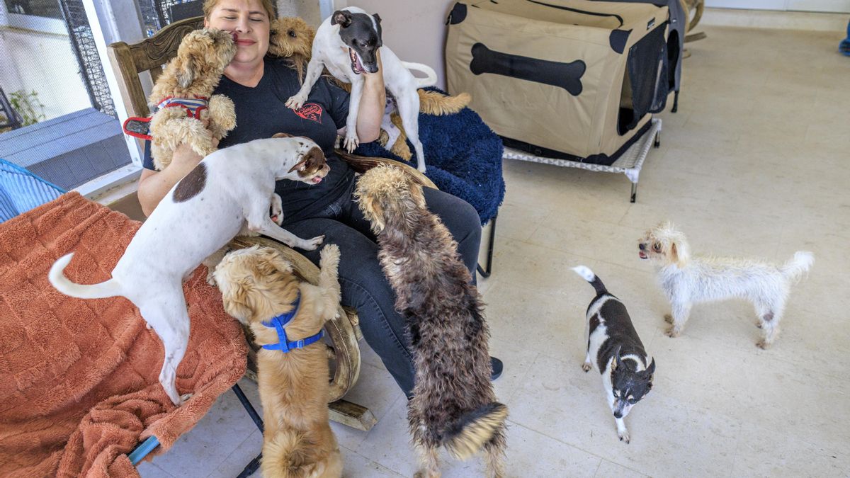 Mascotas abandonadas por migrantes deportados agravan crisis de refugios animales en EEUU