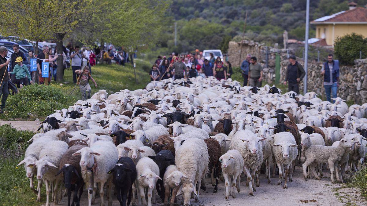 Trashumancia 2.6 celebra dos días centrados en el legado pastoril, el paisaje y la creación en Viso del Marqués