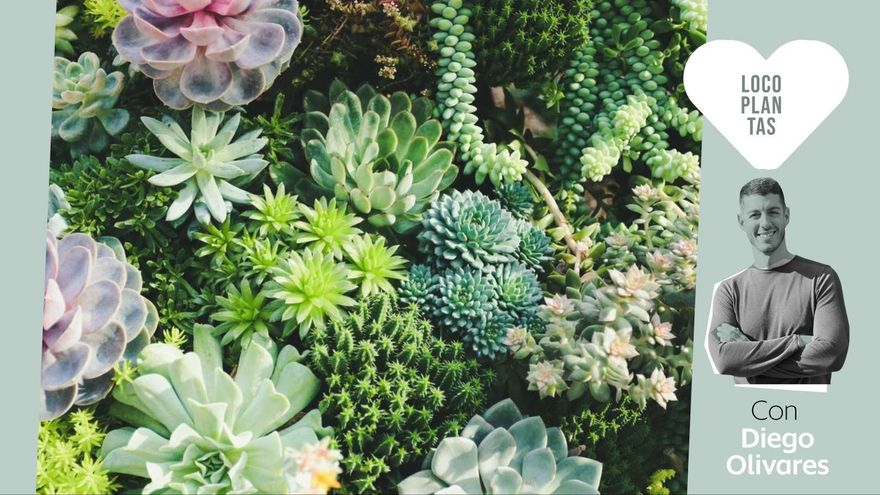 Poco exigentes y muy vistosas: guía definitiva para llenar tu casa de suculentas