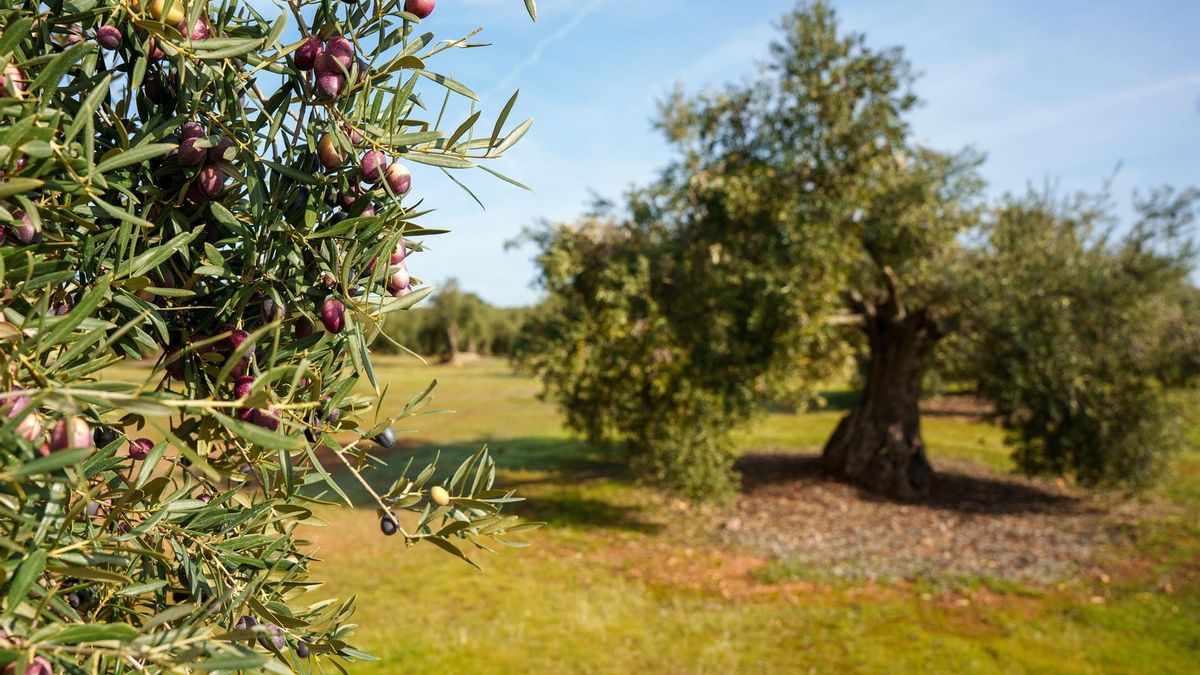 Imágenes de archivo campos de olivos en las sierras andaluzas.