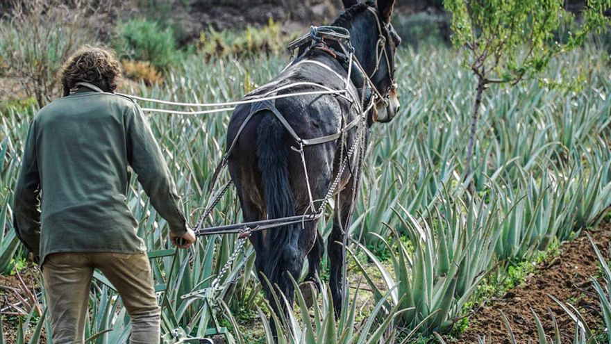 BBVA premia a los diez mejores productores sostenibles de España en 2024