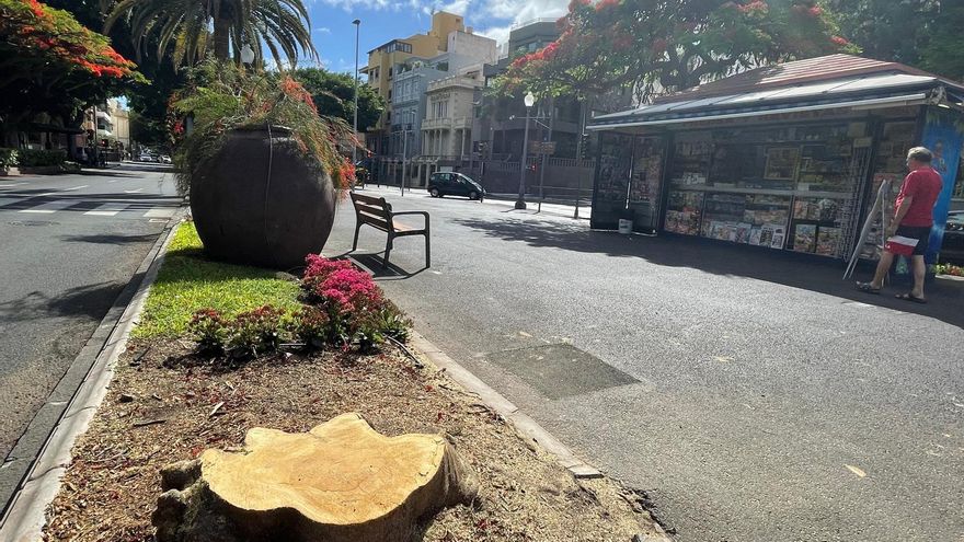 Expertos piden en el Parlamento canario tener en cuenta la planificación en la protección del arbolado urbano