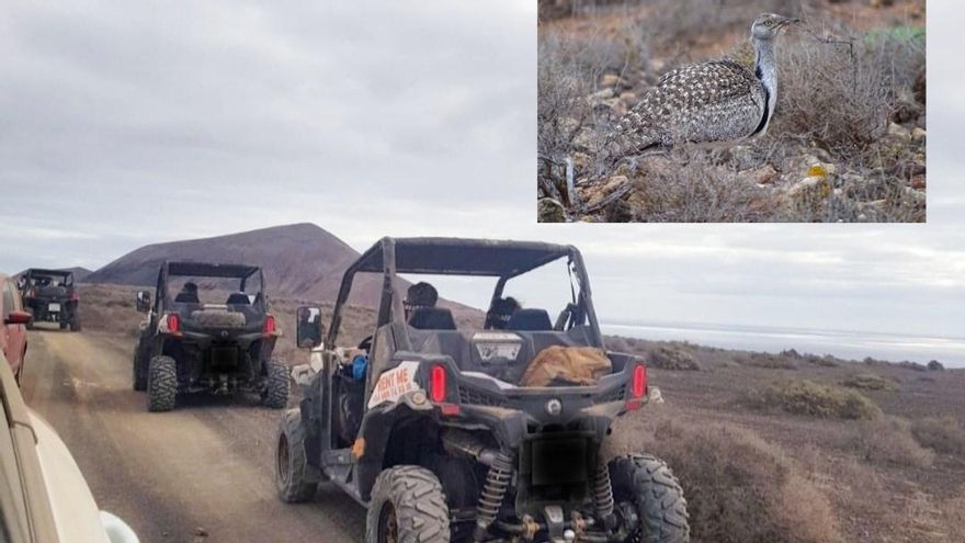 Una caravana de buggies transitando por Lanzarote y la imagen de una hubara  