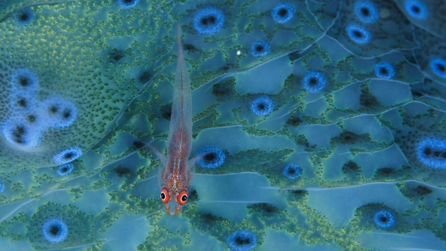 Una de las fotografías de la colección 'Colores del Mundo'